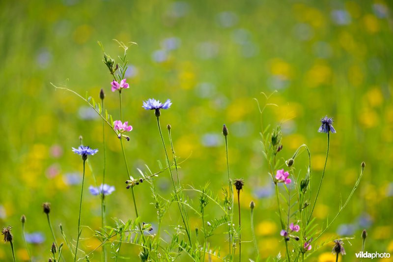 Wikke en korenbloemen