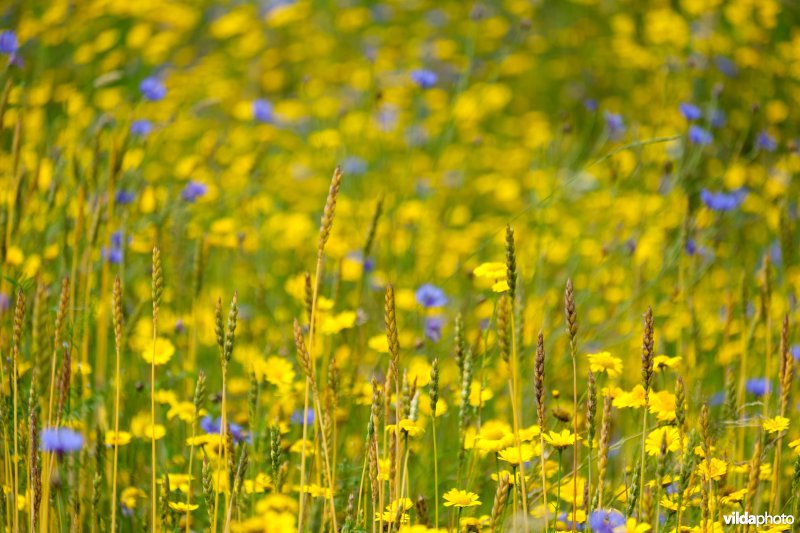 Graanakker met akkeronkruiden