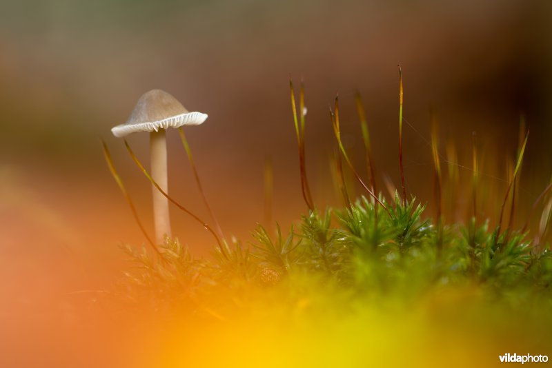 Fraaisteelmycena