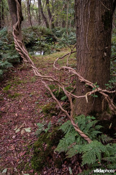 Otterskooi, De Wieden