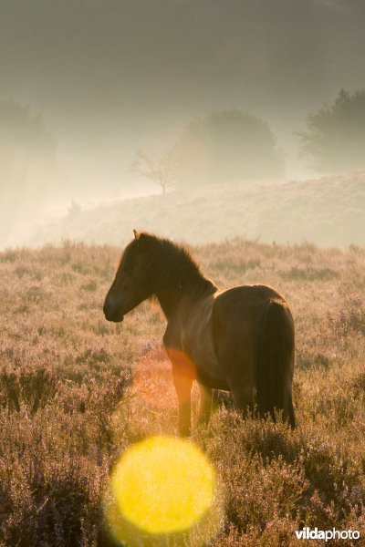 IJslandse pony