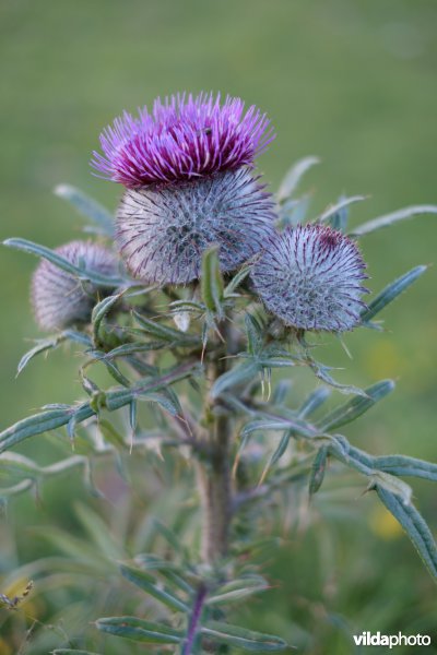 Wollige distel