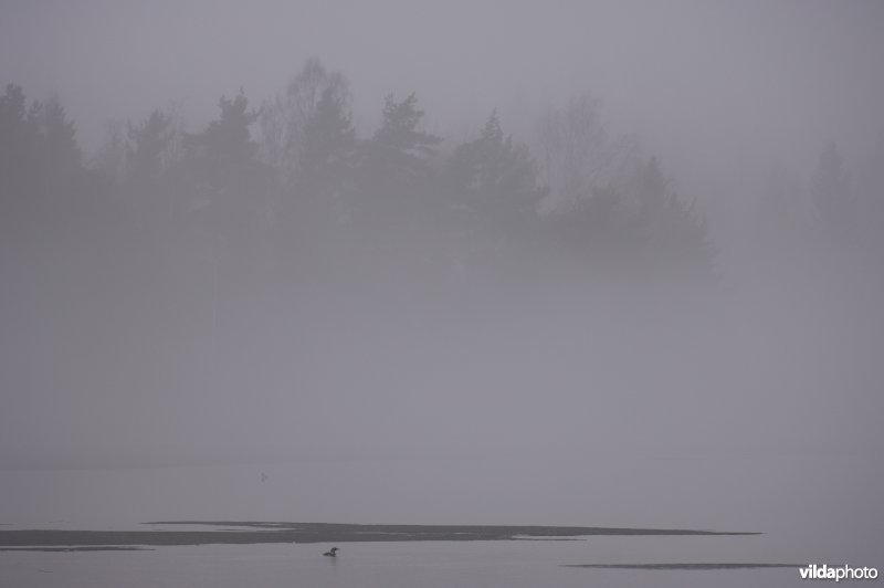 Parelduiker op een mistig meer in Zweden