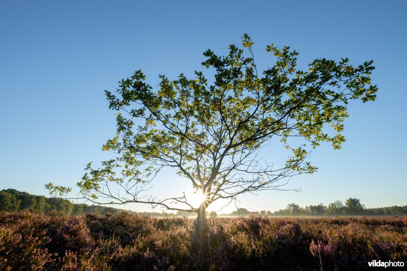 Eikje op de heide