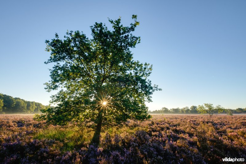 Eikje op de heide