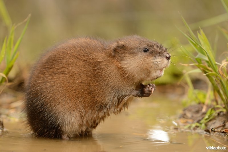 Muskusrat