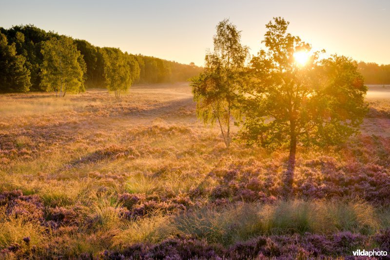 Heide bij zonsopgang