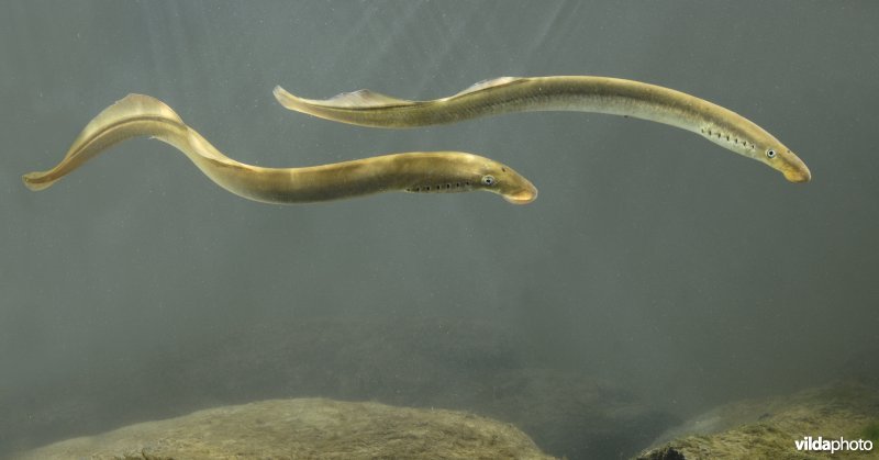 Migrerende rivierprikken