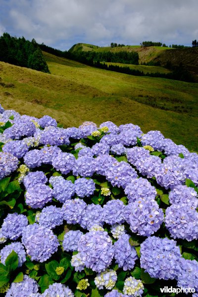 Hortensia