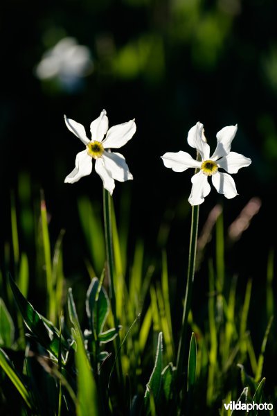 Witte narcis