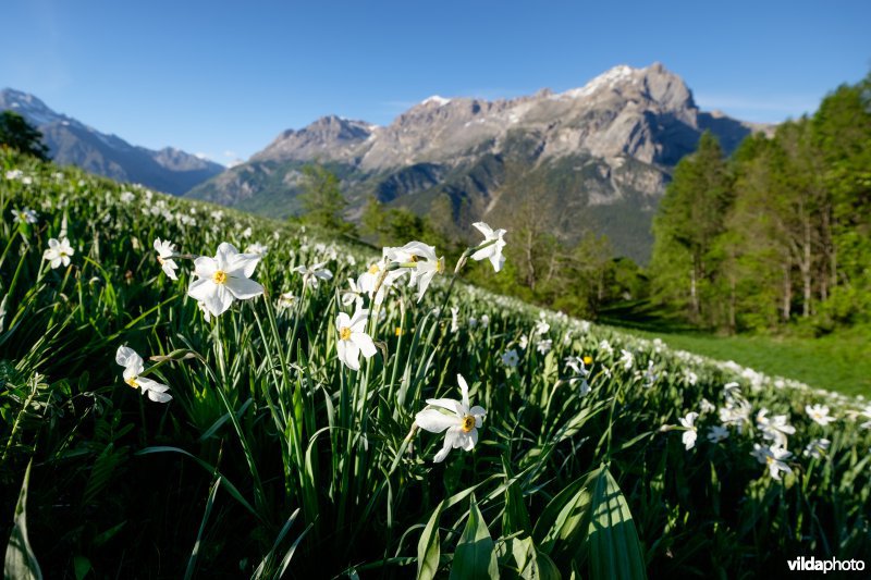 Witte narcis