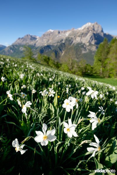 Witte narcis