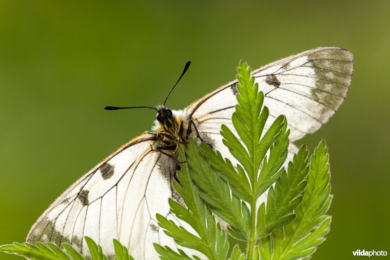 Zwarte apollovlinder