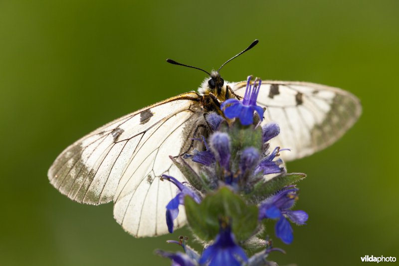 Zwarte apollovlinder