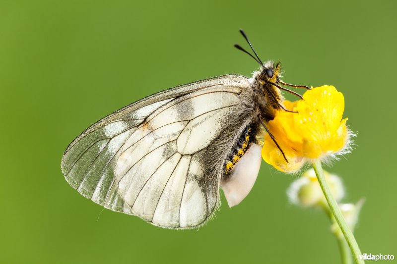 Zwarte apollovlinder