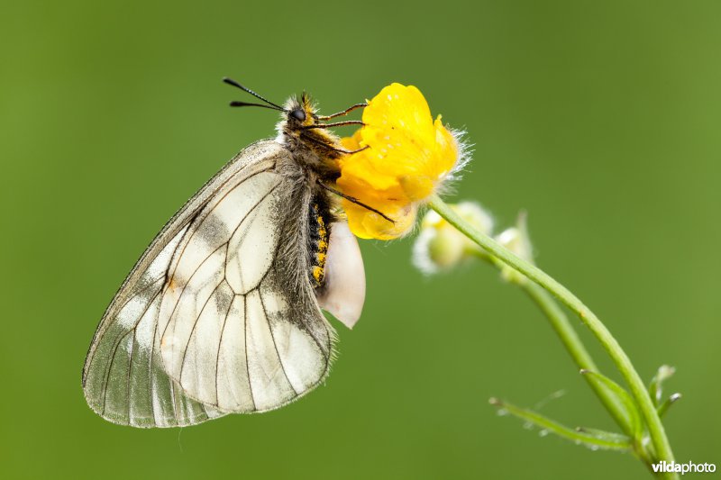 Zwarte apollovlinder