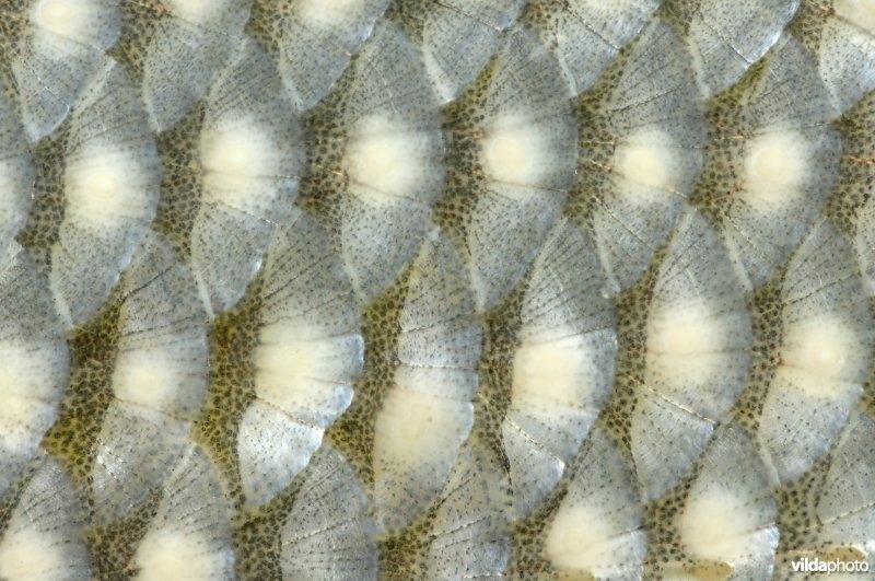 Blankvoornschubben met paaiknobbels