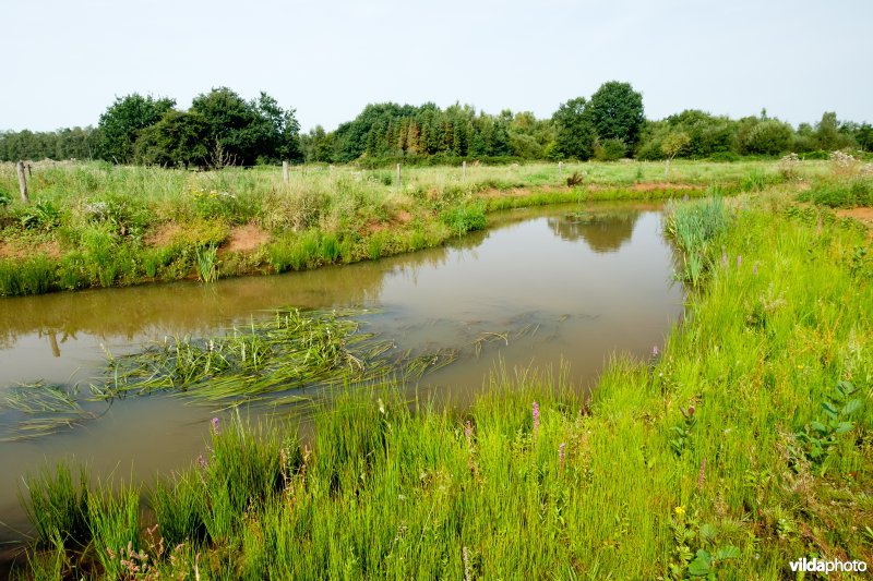 Hermeanderingsproject - eerste zomer na aanleg