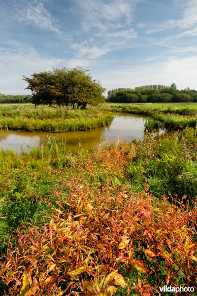 Hermeanderingsproject - eerste zomer na aanleg