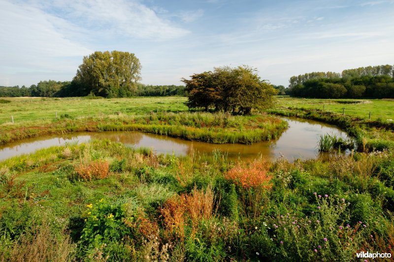 Hermeanderingsproject - eerste zomer na aanleg