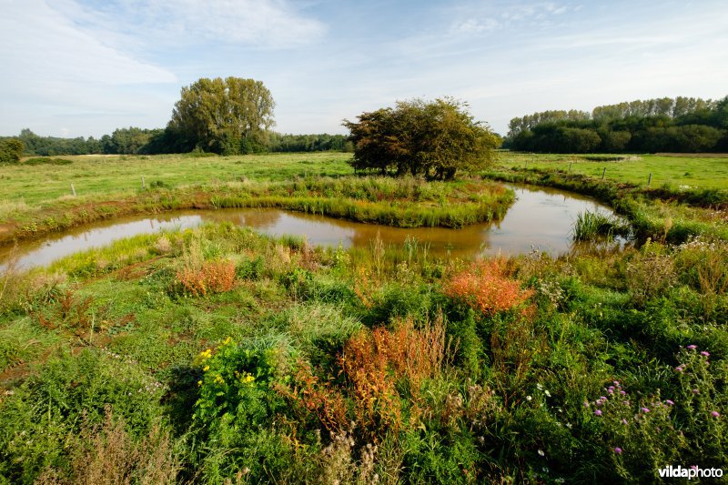 Hermeanderingsproject - eerste zomer na aanleg