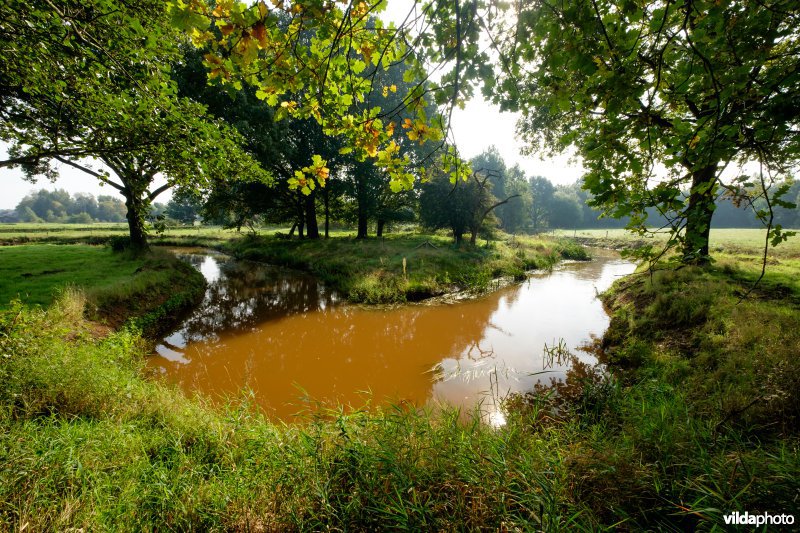 Hermeanderingsproject - eerste zomer na aanleg