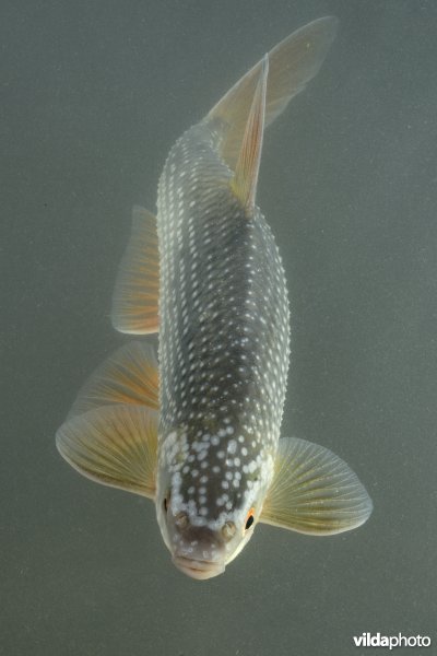 Blankvoorn in paaikleed