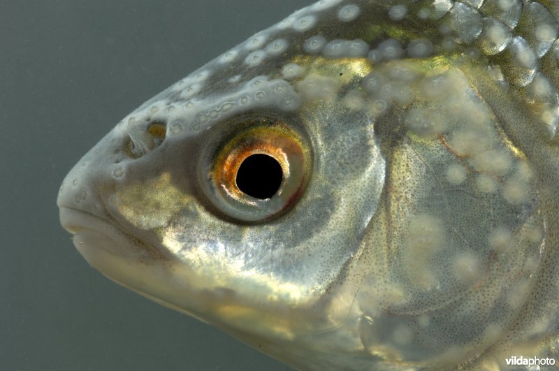 Kop van een blankvoorn met paaiuitslag