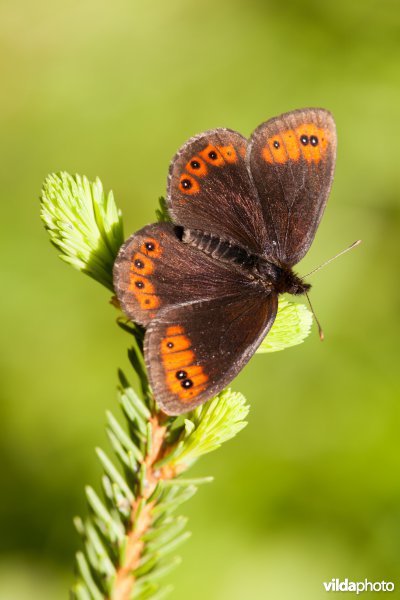 Zuidelijke erebia