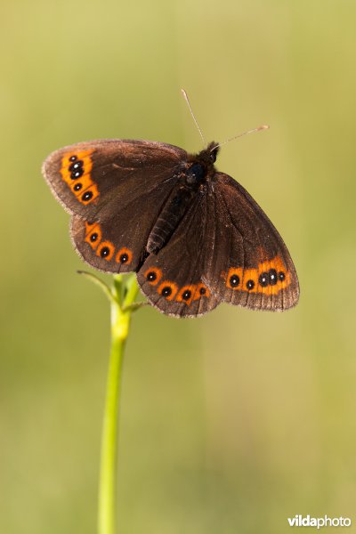 Zuidelijke erebia