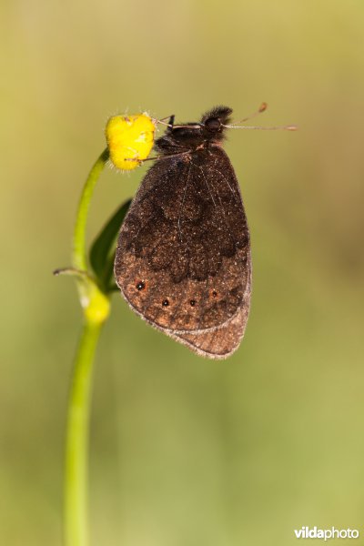 Zuidelijke erebia