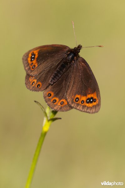 Zuidelijke erebia