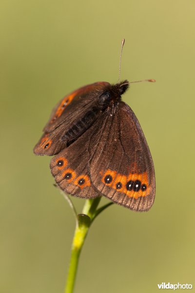 Zuidelijke erebia
