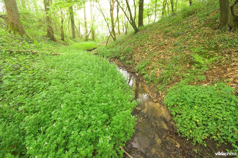 Bosreservaat Kluisbos