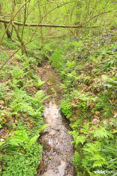 Bosreservaat Kluisbos