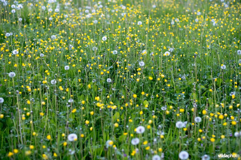 Boterbloemen en paardebloemen