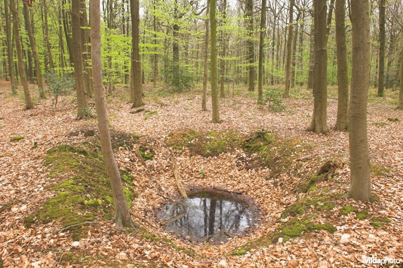 Bosreservaat Veursbos