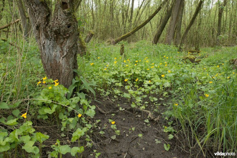 Spindotters in moerasbos Biesbosch