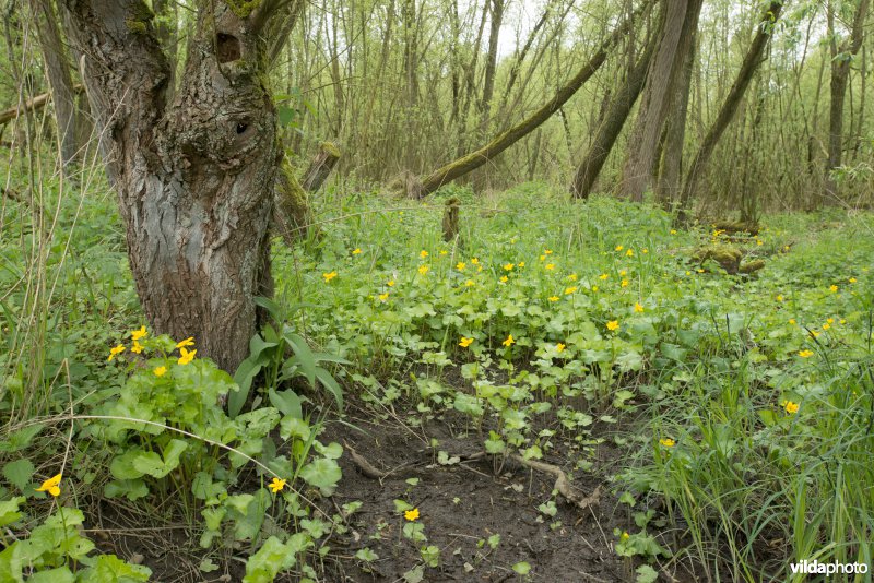 Biesbosch 