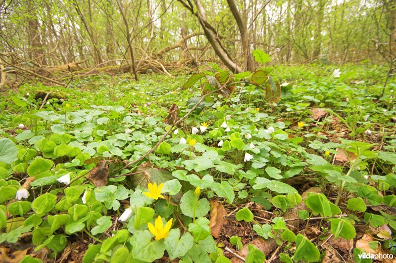 Bosreservaat Veursbos