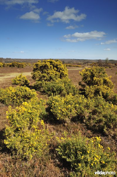 Nationaal Park New Forest