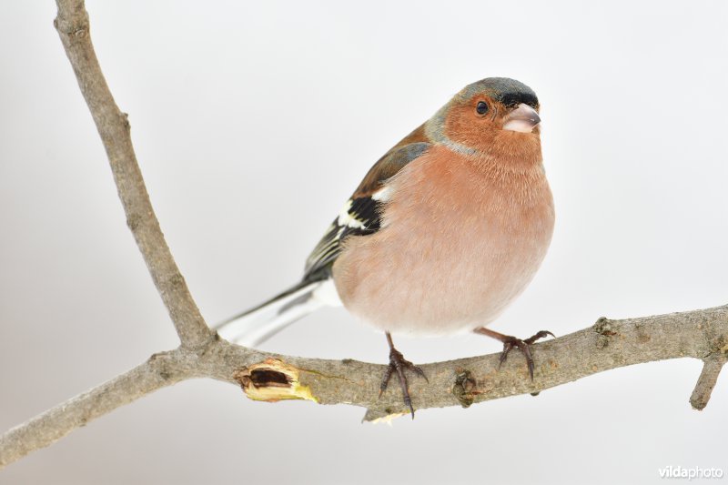 Mannetje Vink