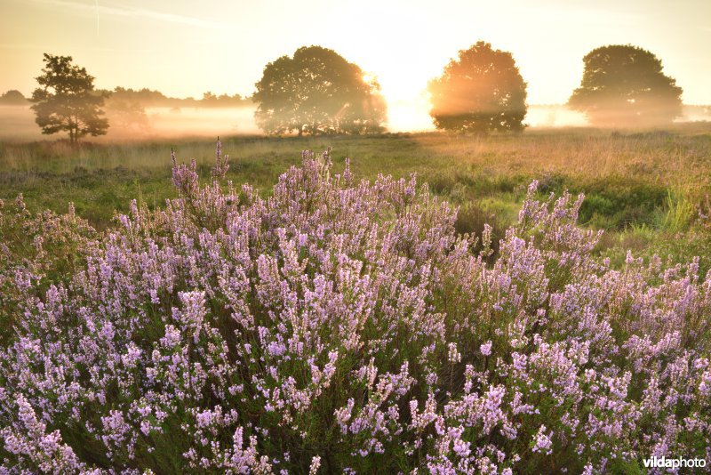 Mechelse heide