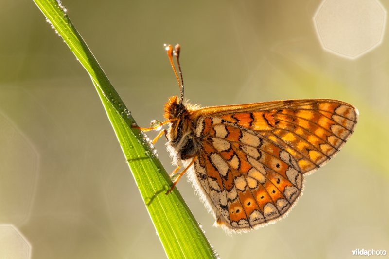 Moerasparelmoervlinder