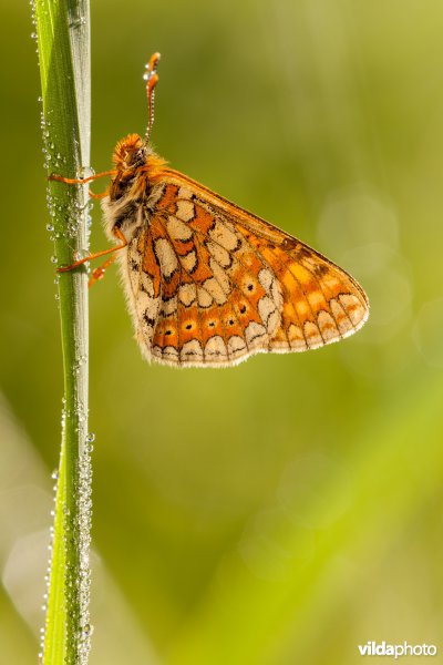 Moerasparelmoervlinder