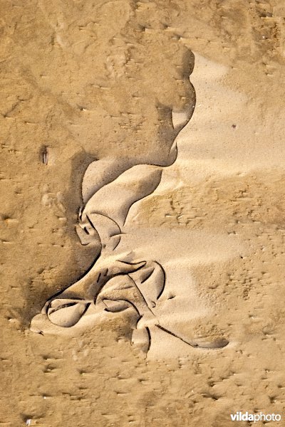 Zeewier in een zandstorm