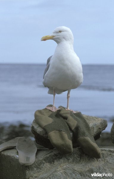 Zilvermeeuw op kousen