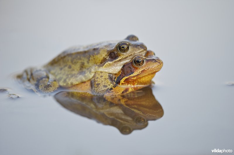 Bruine kikkers in amplexus