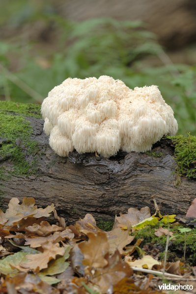 Pruikzwam in bosreservaat 