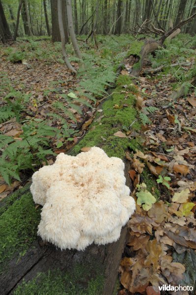 Pruikzwam in bosreservaat 